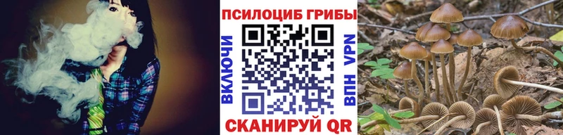Псилоцибиновые грибы Psilocybe  Афипский 